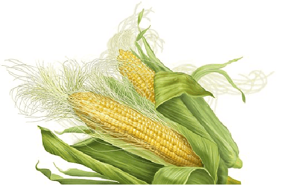 corn benefits in hindi