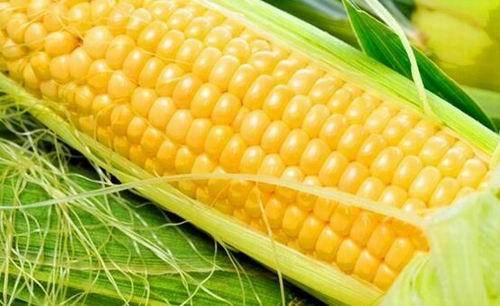 corn benefits weight loss in hindi