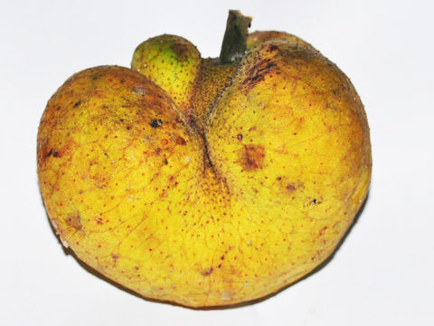 badhal fruit